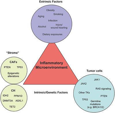 Underlying Causes and Therapeutic Targeting of the Inflammatory Tumor Microenvironment